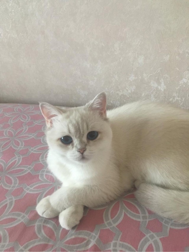 История одной кошки