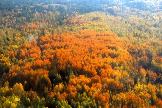 Красноярская тайга