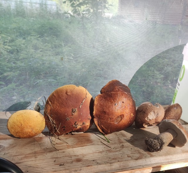 Рыжий год