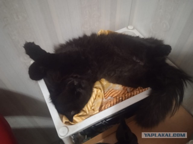 С Котовторником вас! Зовут Чеса!