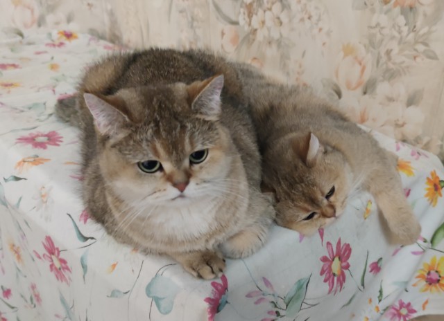 Вторник, ваши коты и кошки в студию