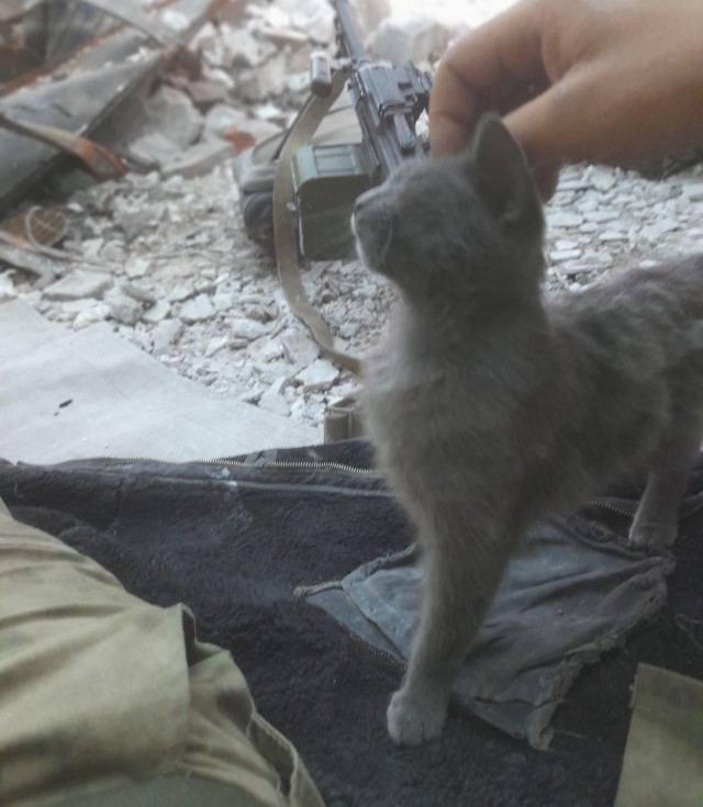 Котики и собачки, СВО и утя