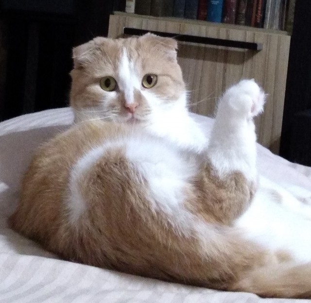 Даёшь котов в этот вторник!