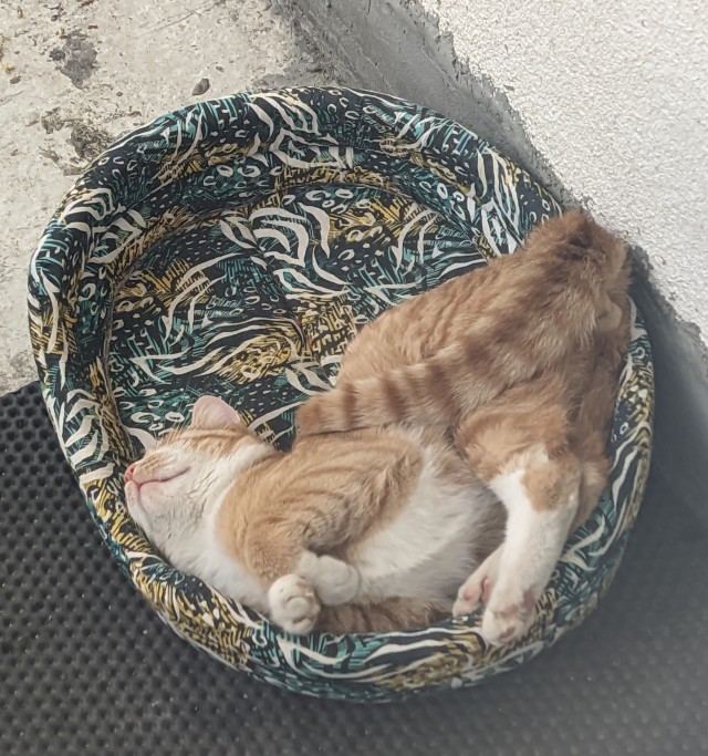 Коты белые, 12 литров