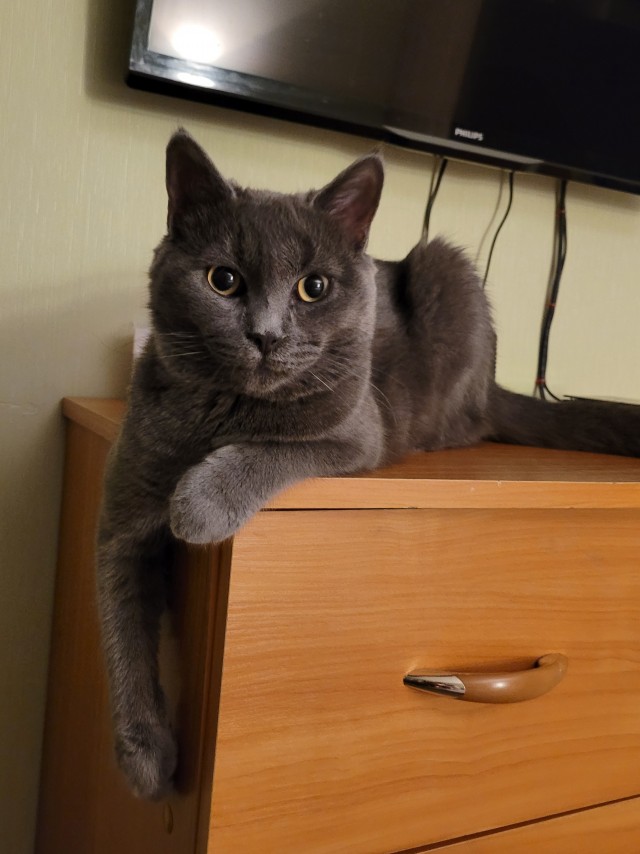 Котовторник