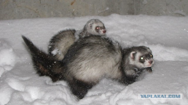 Новорожденные хорята (видео)