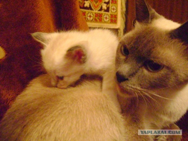 Котовторник 16.04.2013
