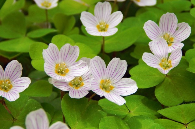 Травник от KOTOZAVR, страница #5: Кислица обыкновенная. Бонус: фотозагадка!