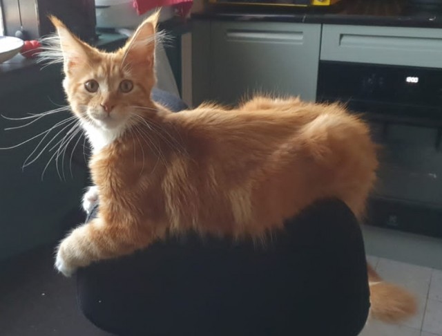 Котовторник Рыжих