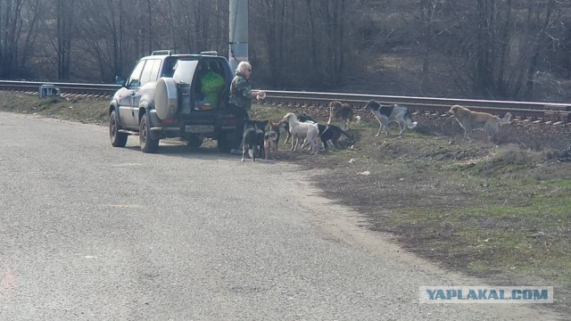 ​В Югре на месте нападения собак на женщину зоозащитники сошлись в противостоянии с отловщиками