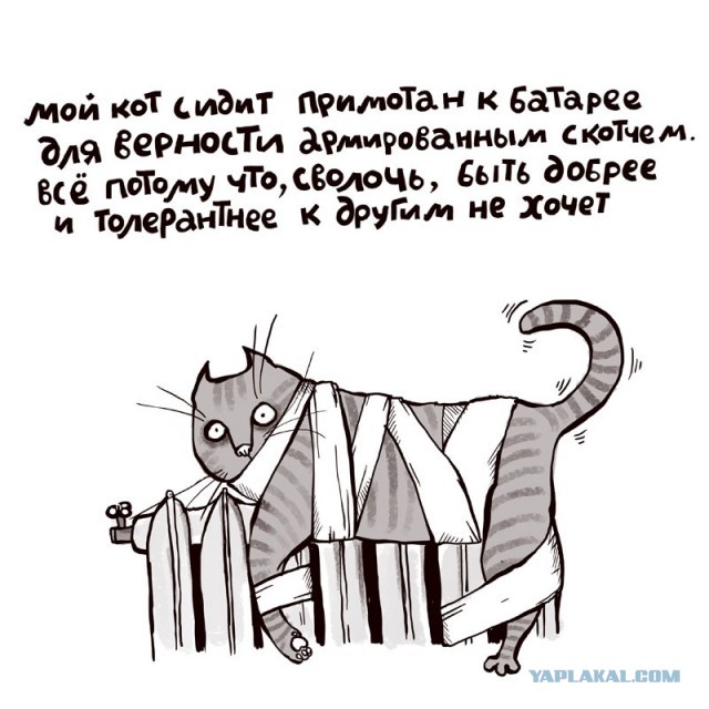Котовторник