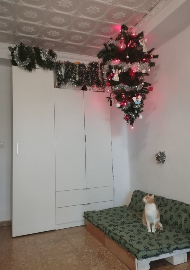 Новогодний кот