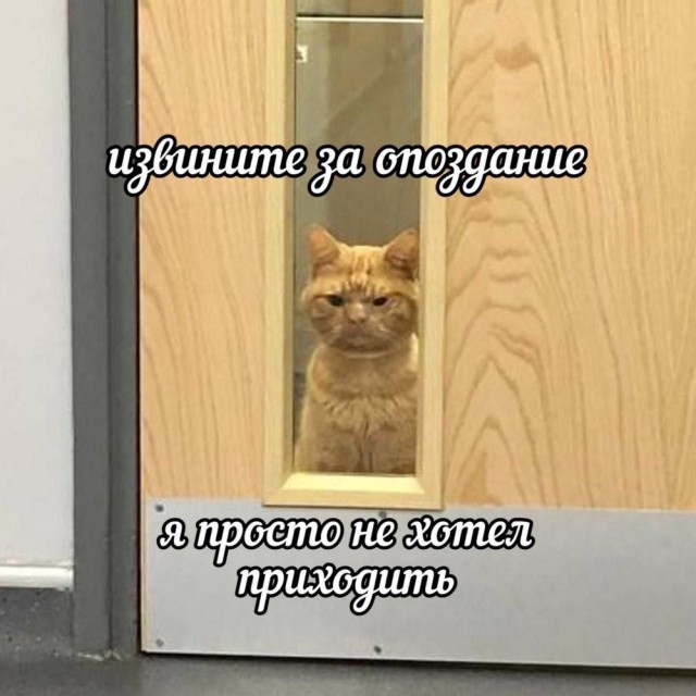 Котовтоник в картинках