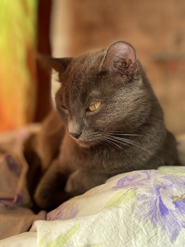 У меня ЧУМА