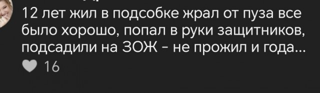 Умер пермский кот Крошик, за похудением которого следила вся страна.