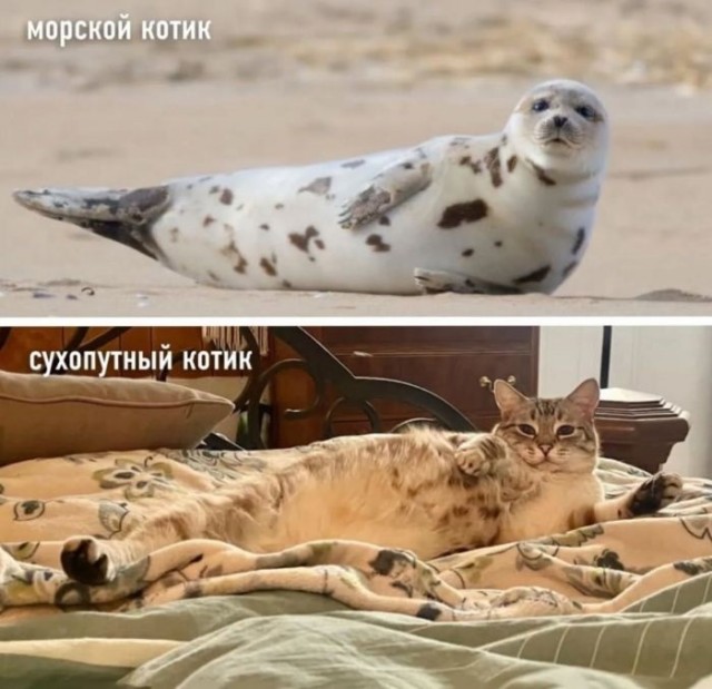 Картинки разные с надписями и без