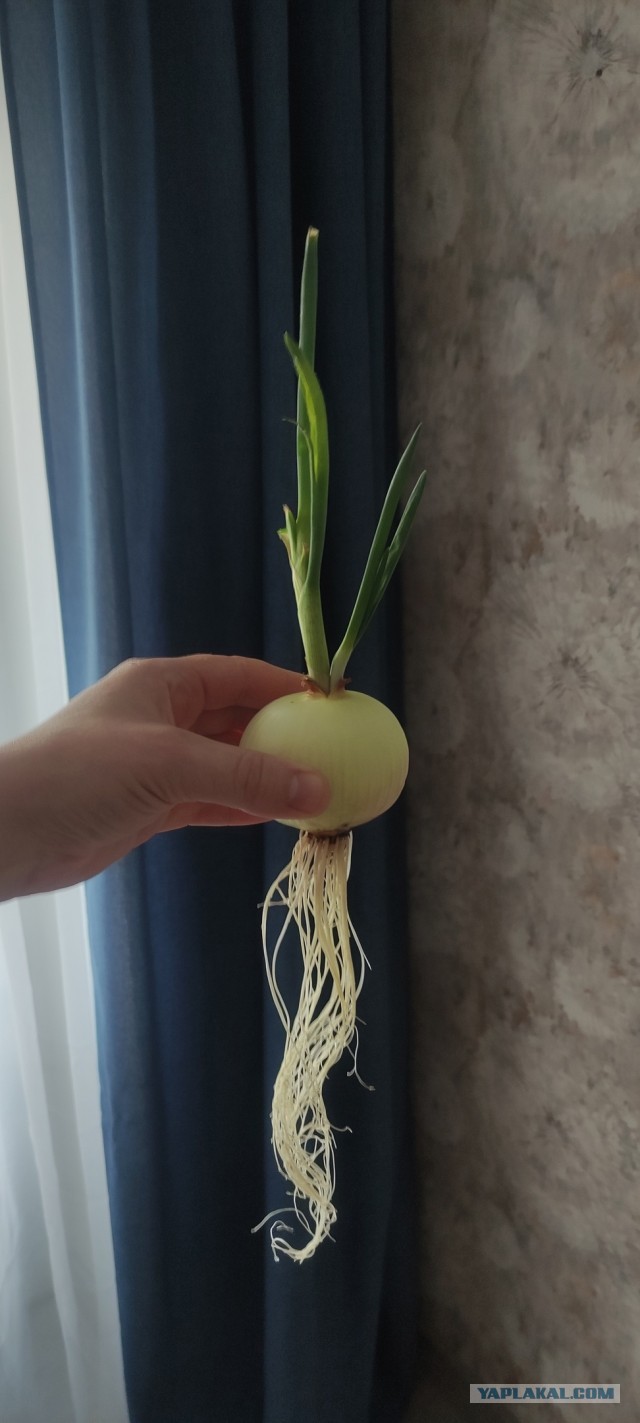 Хозяйкам на заметку