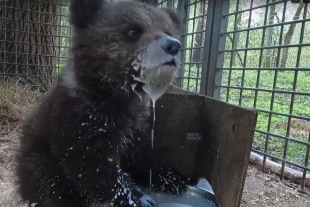 Морда в каше, зовут Кира