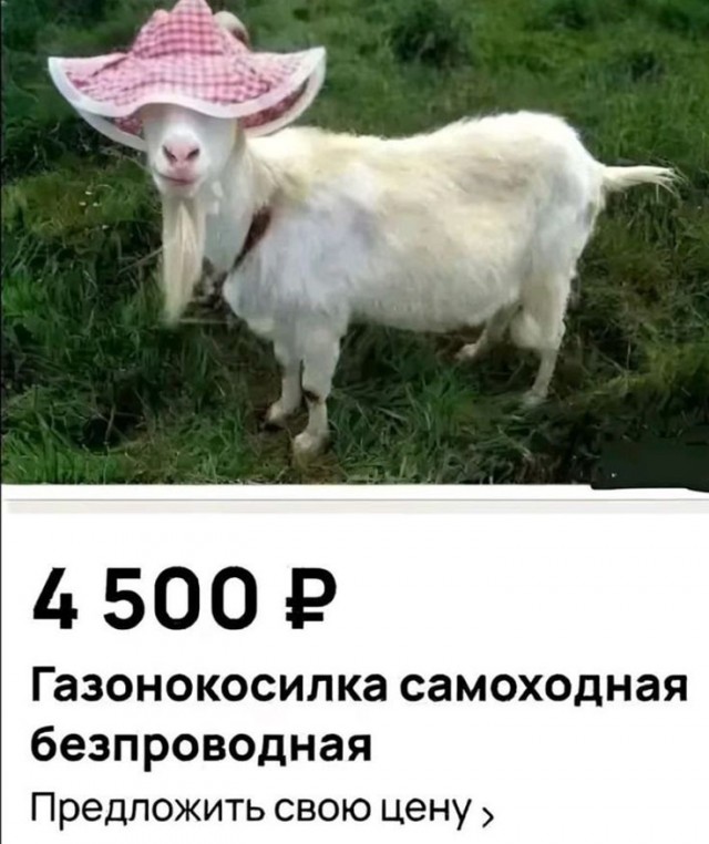 Так себе картинки 31.05.25