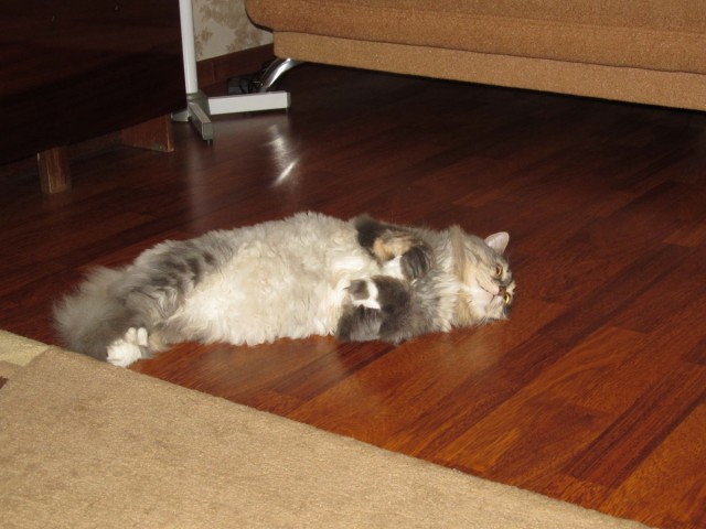 Котовторник 25.06.2013