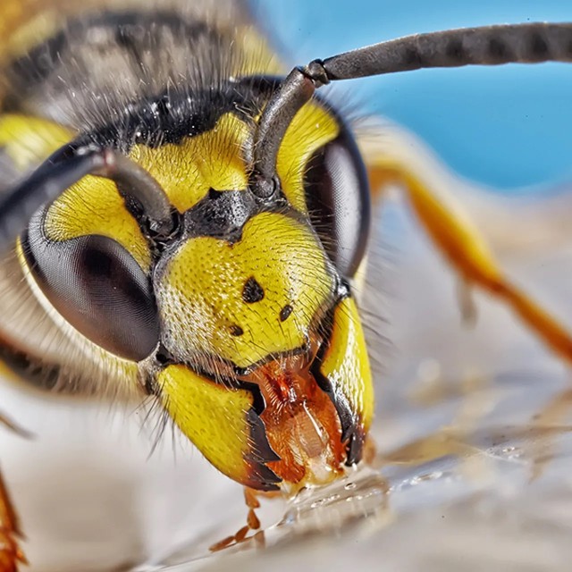 США: радиоактивные осы