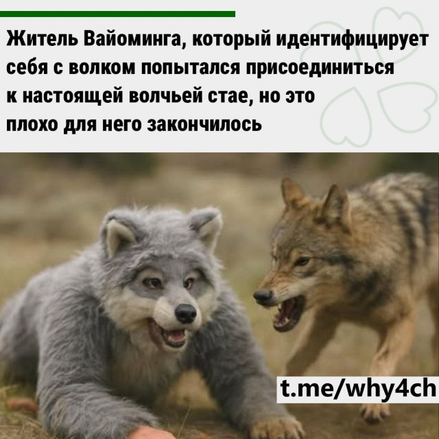 Когда поверил, что ты Маугли, но что то пошло не так