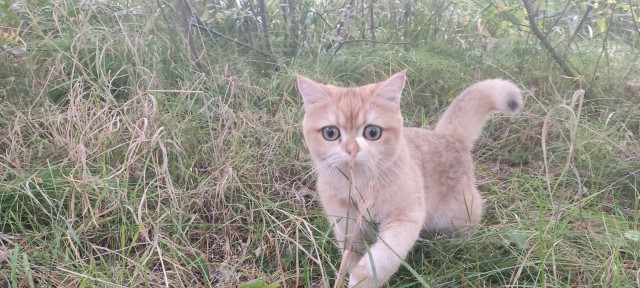 Подскажите что за зверюга