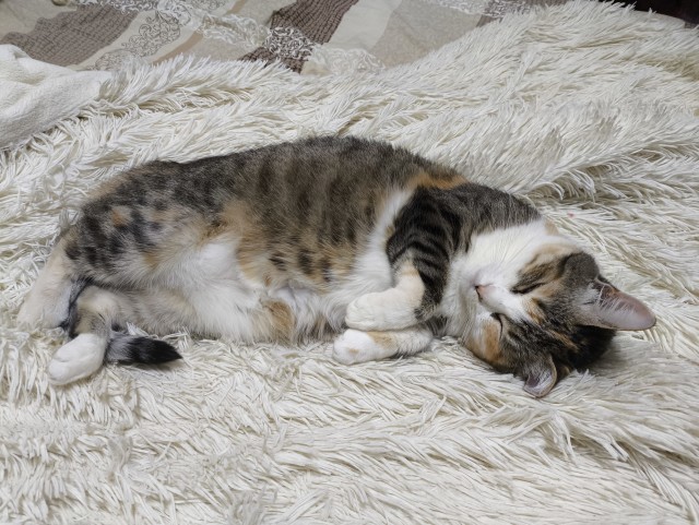 Котовторник 21.10.2025