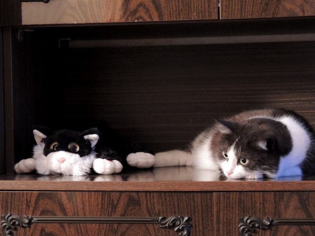 Котовторник 9.07.2013