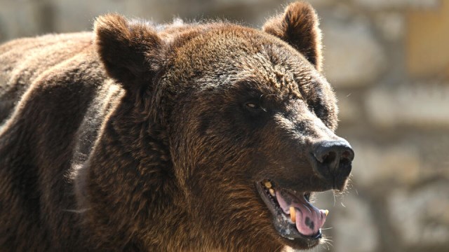 Внезапные новости из Японии