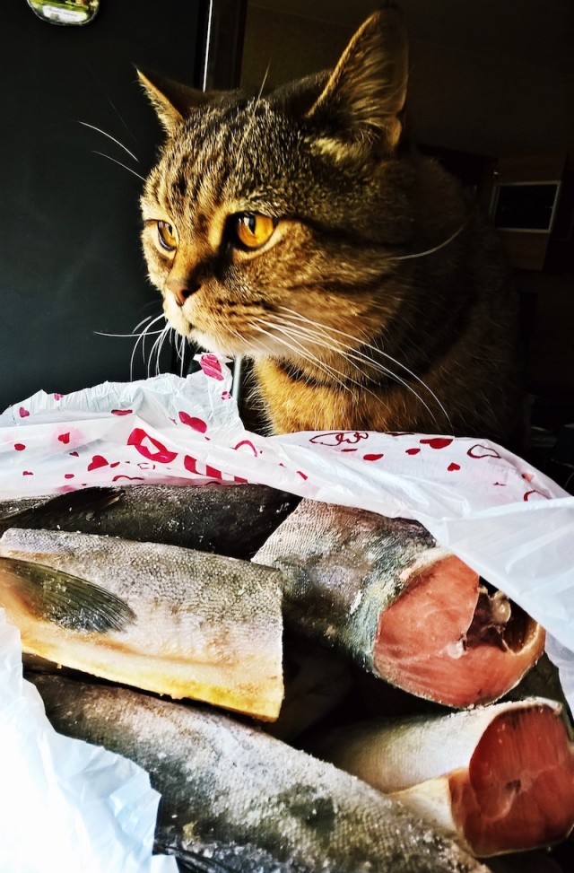 Варю котику рыбов