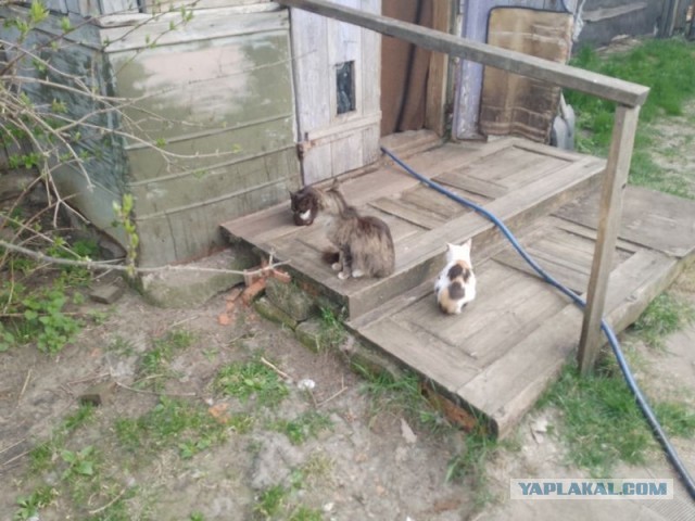 Жизнь домашнего приюта для котеек 577