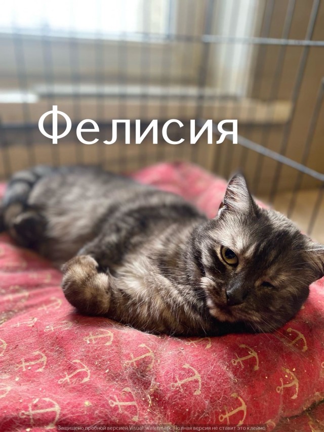 Жизнь домашнего приюта "Котоленд" 543