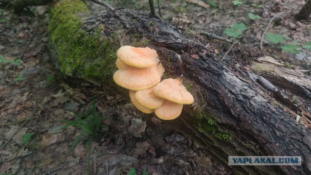 Городские древесные грибы