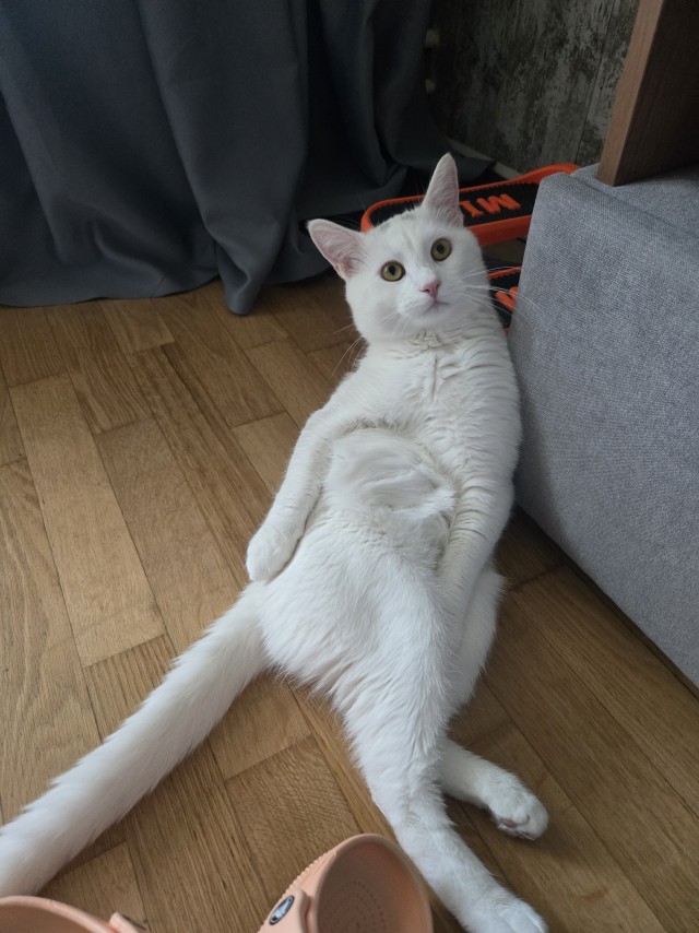 Хорошо что сегодня вторник. Котовторник)