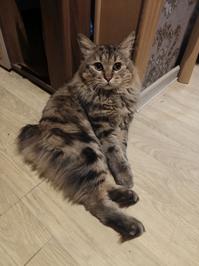 Фотки красивого кота.