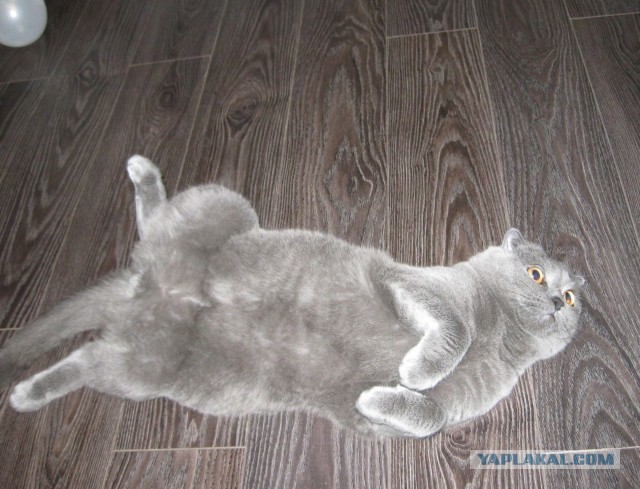 Котовторник 03.09.2013