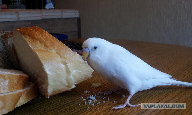 Как я попуганов размножала