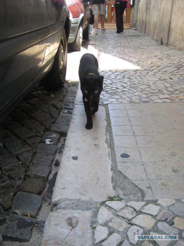 Из жизни португальского кота… (нетрезвые заметки)