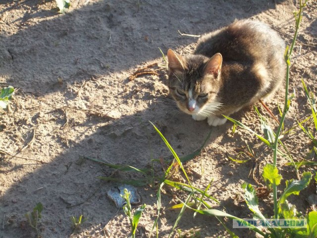 Жизнь домашнего приюта для котеек 9