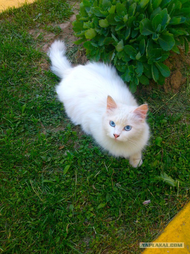Котовторник 27.5.2014
