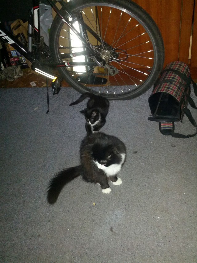 Котовторник  08.07.2014