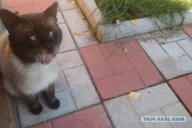 Котовторник 09.09.2014