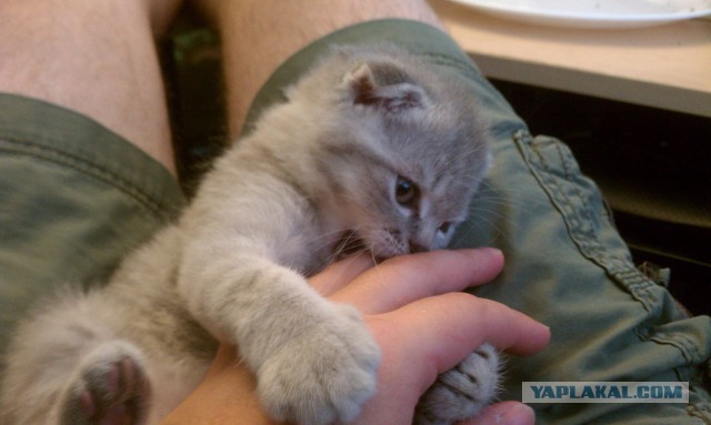 Котовторник 7.10.2014