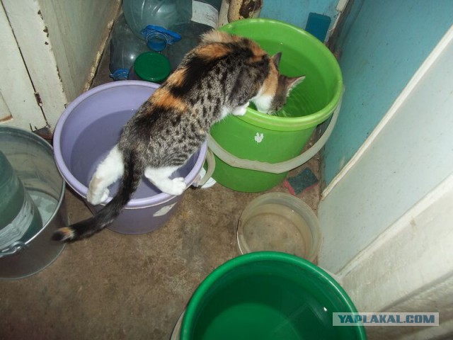 Жизнь домашнего приюта для котеек 34
