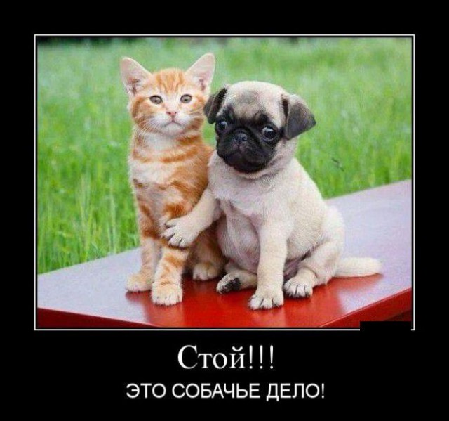 Не юкки ради, улыбки для...