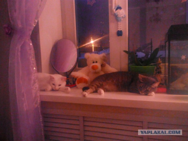 Котовторник 27.01.2015