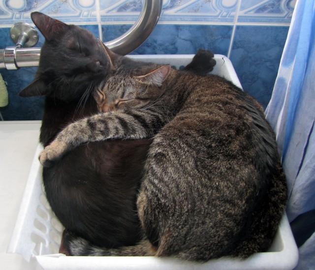 Котовторник