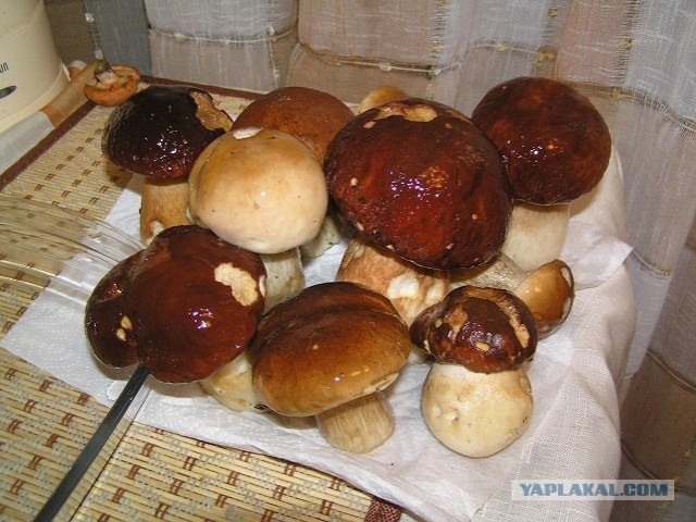 Благороднейший белый