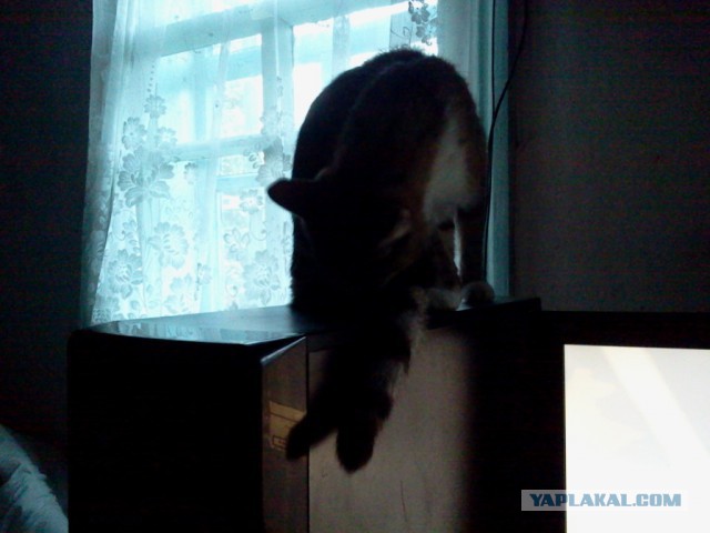 Котовторник 16.06.2015., Котовторник наступил!